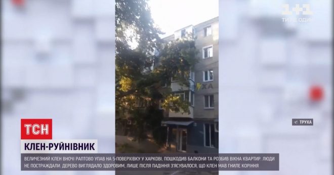 В Харькове гигантский клен рухнул на пятиэтажку (ВИДЕО)