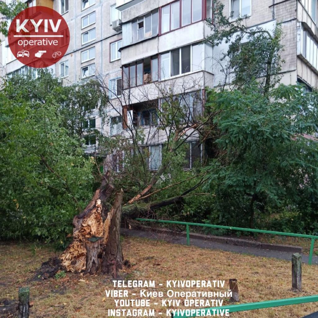 На Лесном массиве в Киеве дерево рухнуло на многоэтажку (ФОТО)