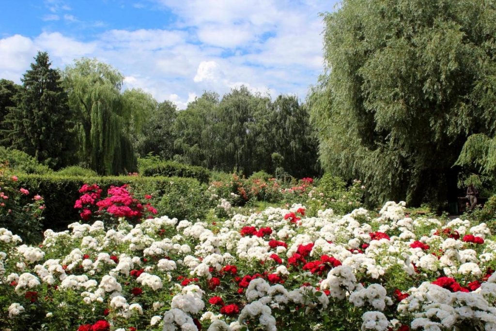 В киевском ботаническом саду расцвели розы (ФОТО)