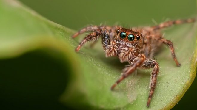 В Китае ученые нашли 10 новых видов пауков