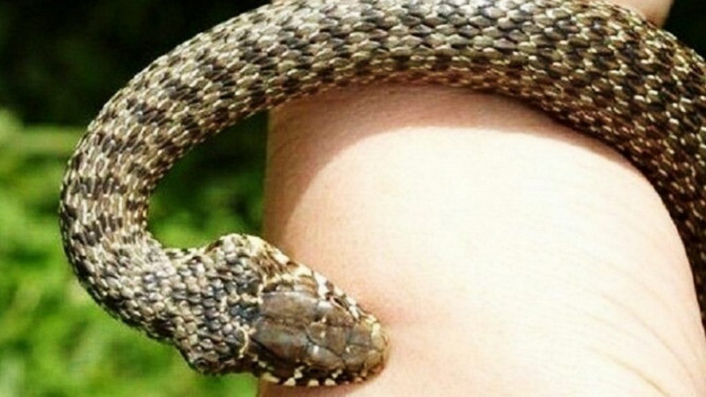 Троих жителей Львовской области укусила змея: пострадал ребенок