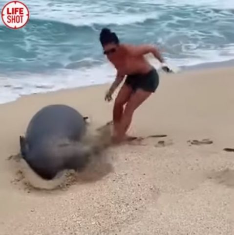 На Гавайях девушку оштрафовали за приставания к тюленю (ФОТО, ВИДЕО)