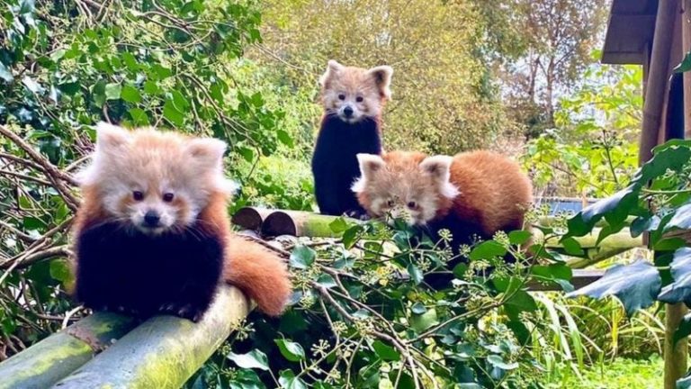 Двое малышей красной панды родились, невзирая на контрацепцию мамы-медведицы (ФОТО)