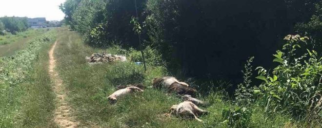 На обочине в Мукачево бросили тушки дохлых коров, свиней, коз (ФОТО)