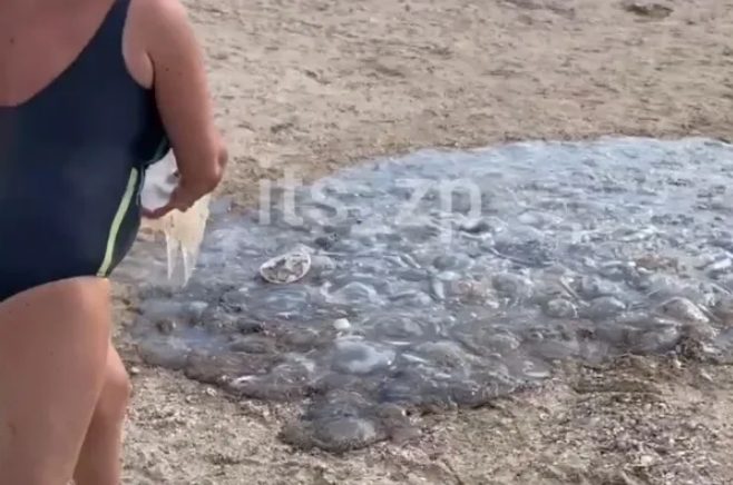 Туристы показали нашествие медуз на пляже у Азовского моря (ФОТО)