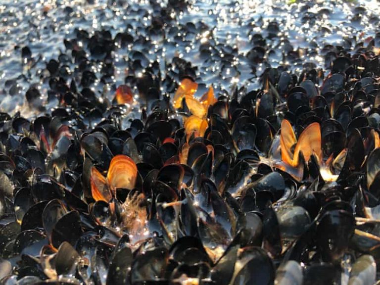 В Канаде около миллиарда моллюсков погибли из-за рекордной жары (ФОТО)