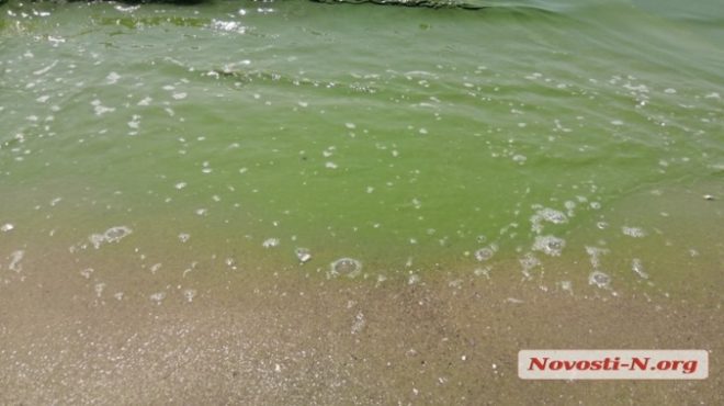 В Очакове море приобрело аномально зеленый цвет (ФОТО, ВИДЕО)