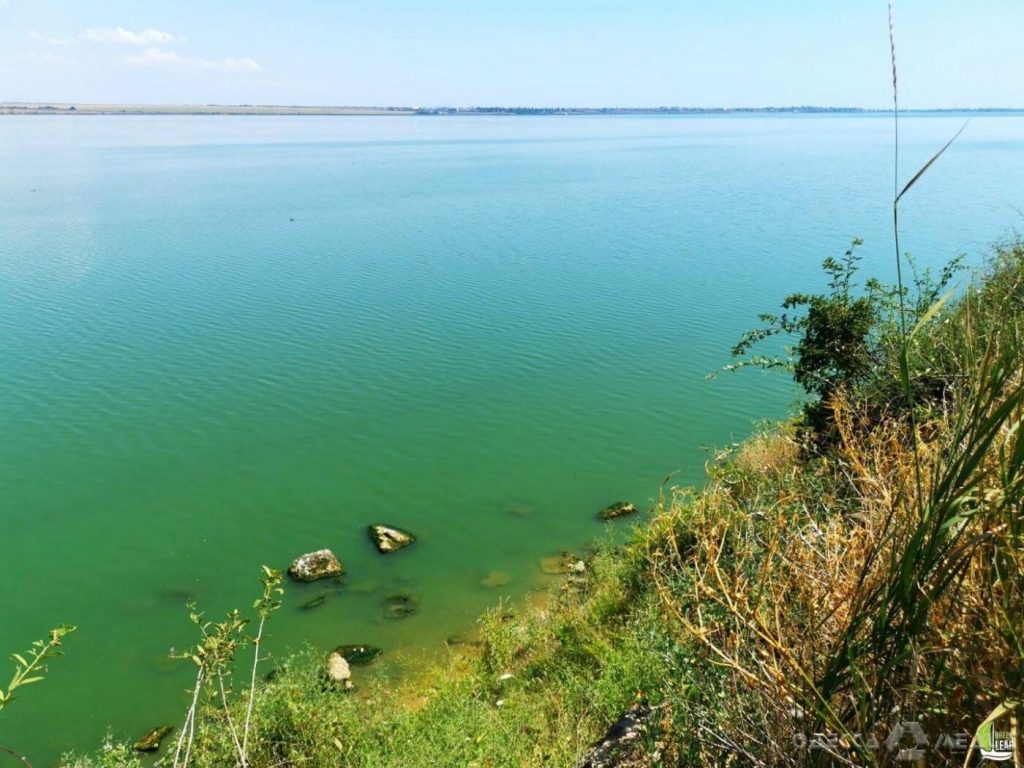 В Одесской области массово гибнет рыба (ФОТО)