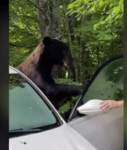 В США смелый водитель выгнал медведя из салона своей машины (ФОТО, ВИДЕО)