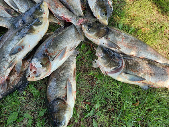 Возле плотины ДнепроГЭС произошел массовый мор рыбы (ФОТО)