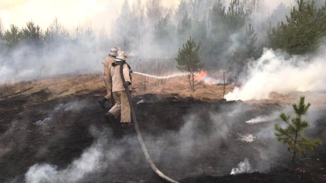Житель Тернопольщины случайно сжёг лес (ФОТО)
