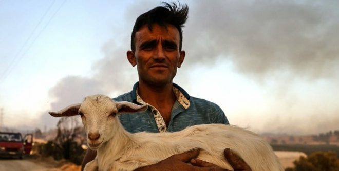 Жители Турции спасают коров и черепах от пожаров (ФОТО, ВИДЕО)