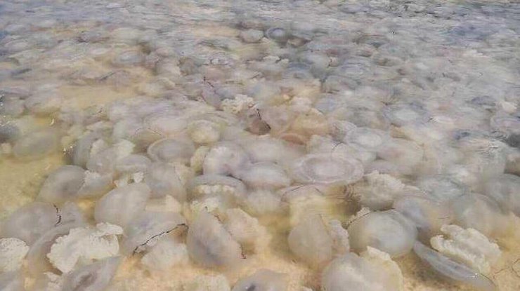 Нашествие медуз испортило отдых на украинском курорте (ФОТО, ВИДЕО)