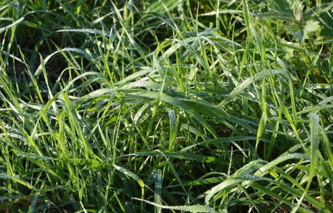 Дерматолог: Высокая трава опасна для дачников