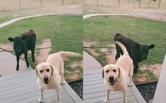 Забавный ролик: пес привел домой рогатого друга (ВИДЕО)