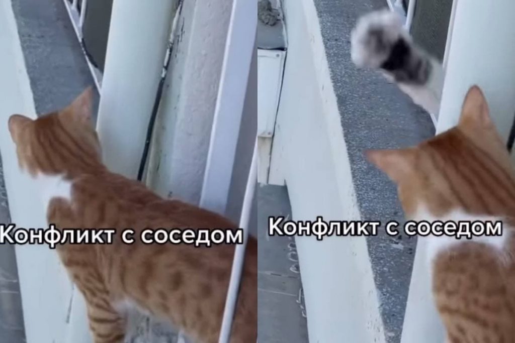 Конфликт кота с соседом рассмешил соцсети (ФОТО, ВИДЕО)