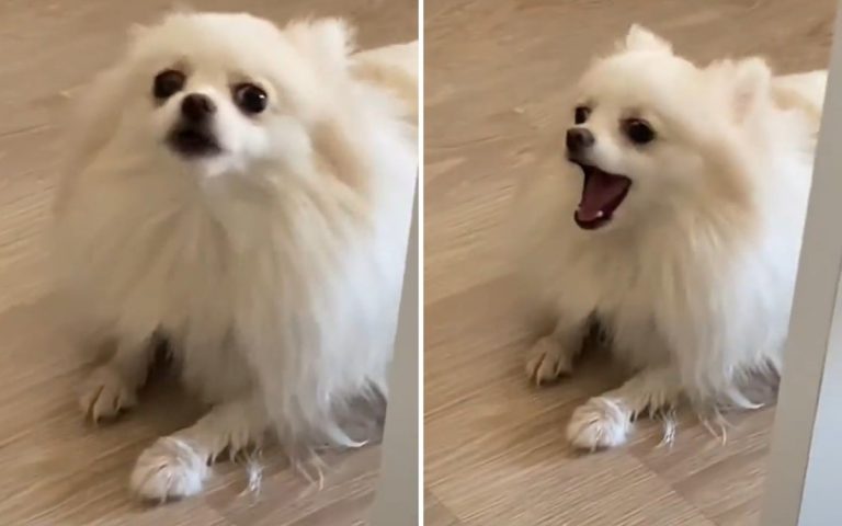 Реакция пса на мытье лап уморила соцсети (ФОТО, ВИДЕО)