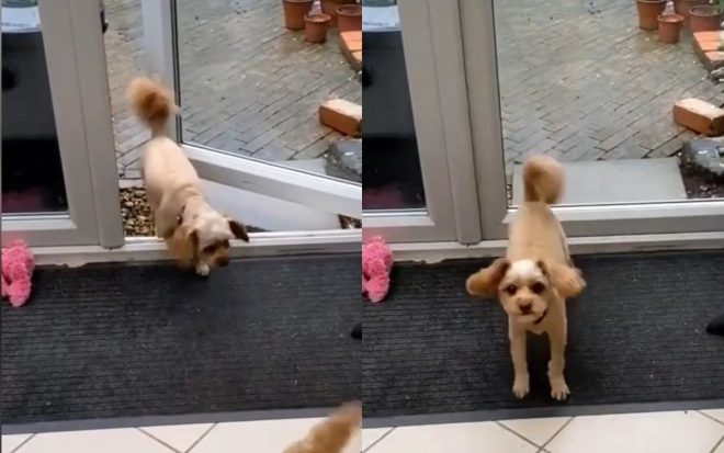 Собачка-чистюля показала, как надо заходить в дом (ФОТО, ВИДЕО)