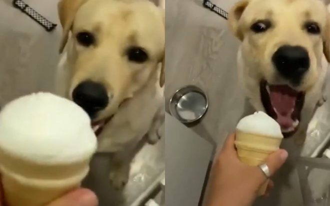 Пес научился «аккуратно» откусывать мороженое (ФОТО, ВИДЕО)