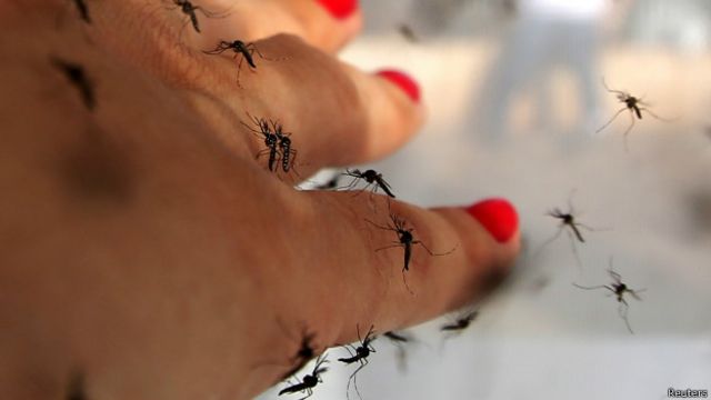 На курортах Азовского моря – нашествие комаров