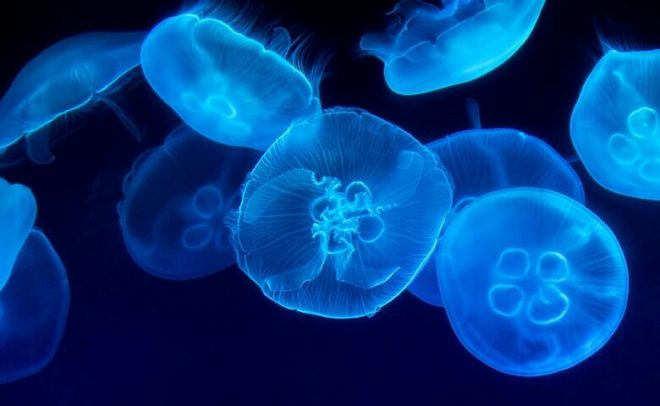 Пляжи Азовского моря чистят от медуз экскаватором (ВИДЕО)