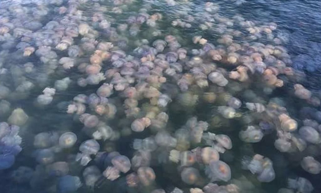 «На квадратный метр по пять штук»: появилось видео нашествия медуз на пляжах Бердянска (ВИДЕО)