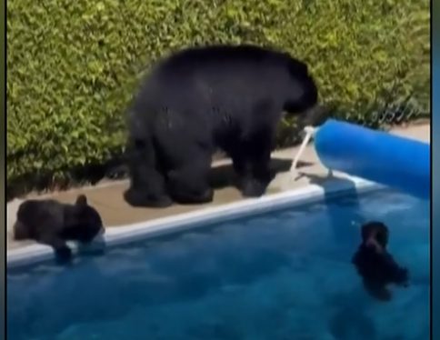 В Канаде из-за жары медведи залезли в частный бассейн (ФОТО, ВИДЕО)