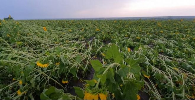 На Одесчине непогода подпортила урожай кукурузы и подсолнечника (ФОТО, ВИДЕО)