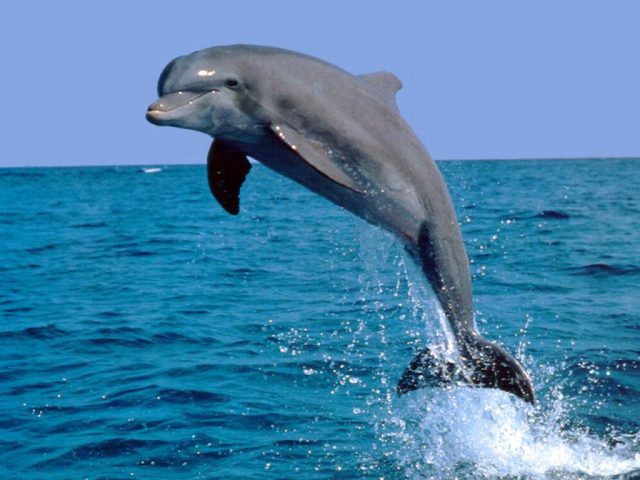 На курорте в Херсонской области дельфины порезвились на мелководье (ВИДЕО)