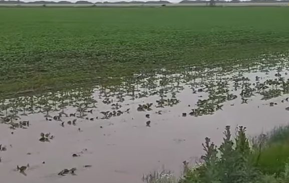 На Херсонщине ливнем затопило поля с урожаем (ФОТО, ВИДЕО)