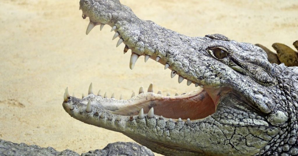 В Австралии застрелили крокодила, который покалечил двух военных