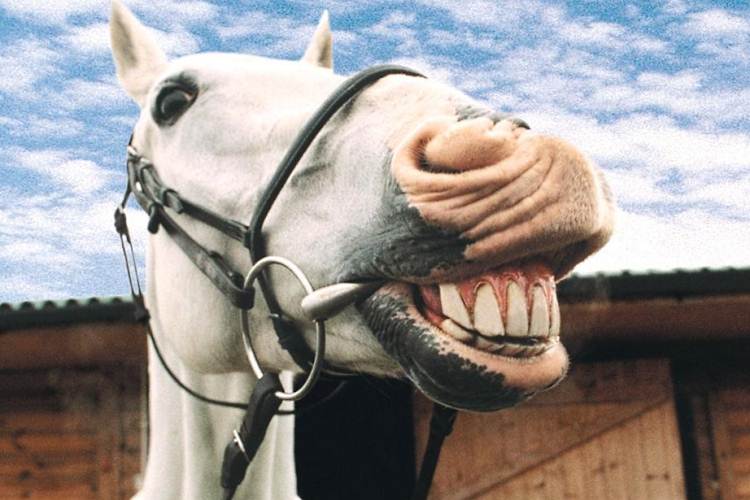 В США «Смелая и Властная» лошадь взбунтовалась, сбросила жокея и убежала (ВИДЕО)