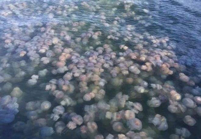 «Прогулка не для слабонервных»: в Кирилловке нашествие медуз засняли с катамарана (ФОТО, ВИДЕО)