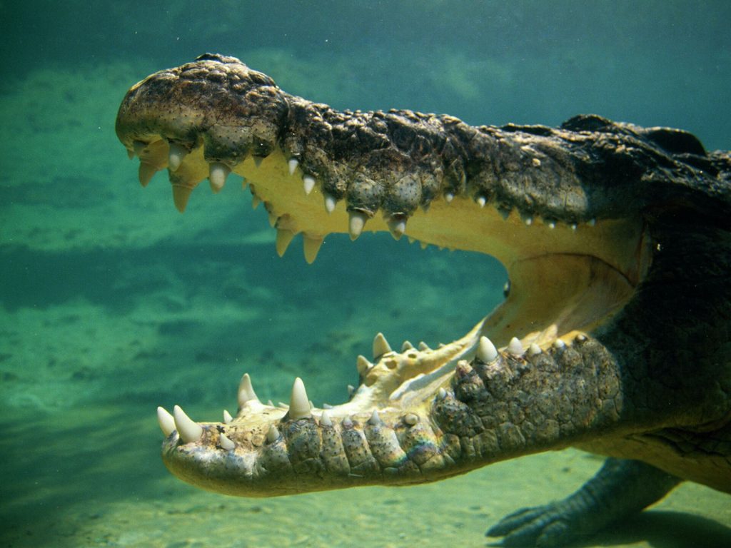 Австралиец пришел на пляж и покормил крокодила (ВИДЕО)