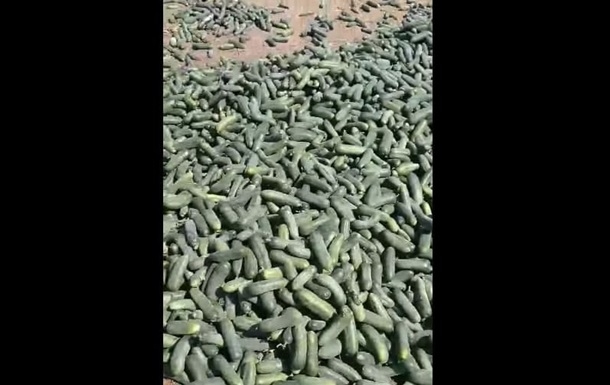 На Херсонщине фермер уничтожил урожай «нетоварных» огурцов (ФОТО, ВИДЕО)