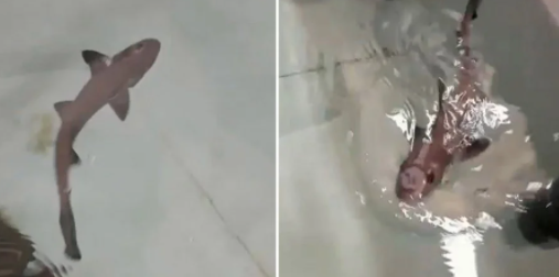В океанариуме на Сардинии акула родила детеныша без помощи самца (ФОТО)