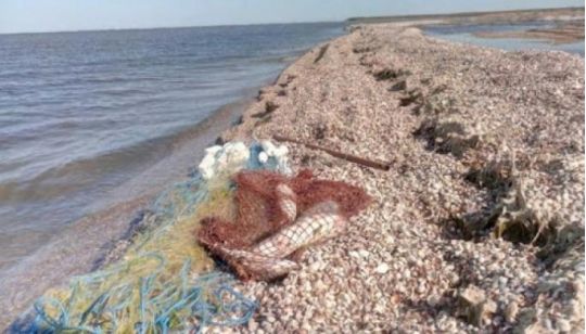 Эксперт назвал неожиданную пользу от нашествия медуз в Азовском море (ФОТО, ВИДЕО)