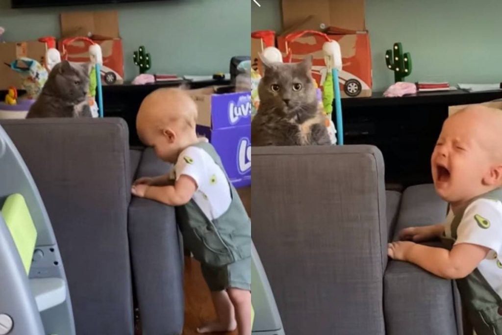 Кот отказался играть с малышом и вызвал у него истерику (ФОТО, ВИДЕО)