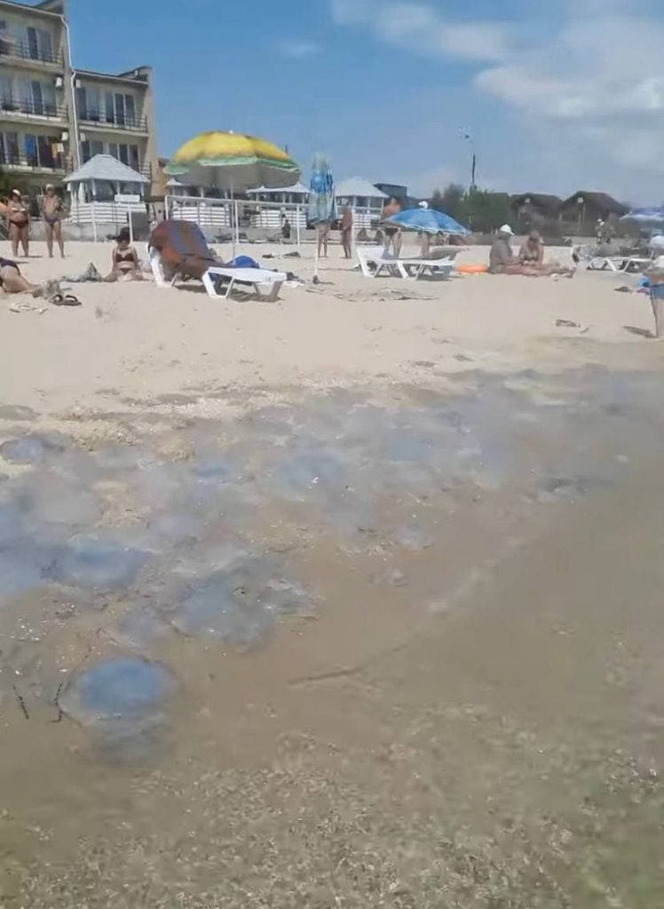 Медузы вновь атаковали побережье Азовского моря (ФОТО)