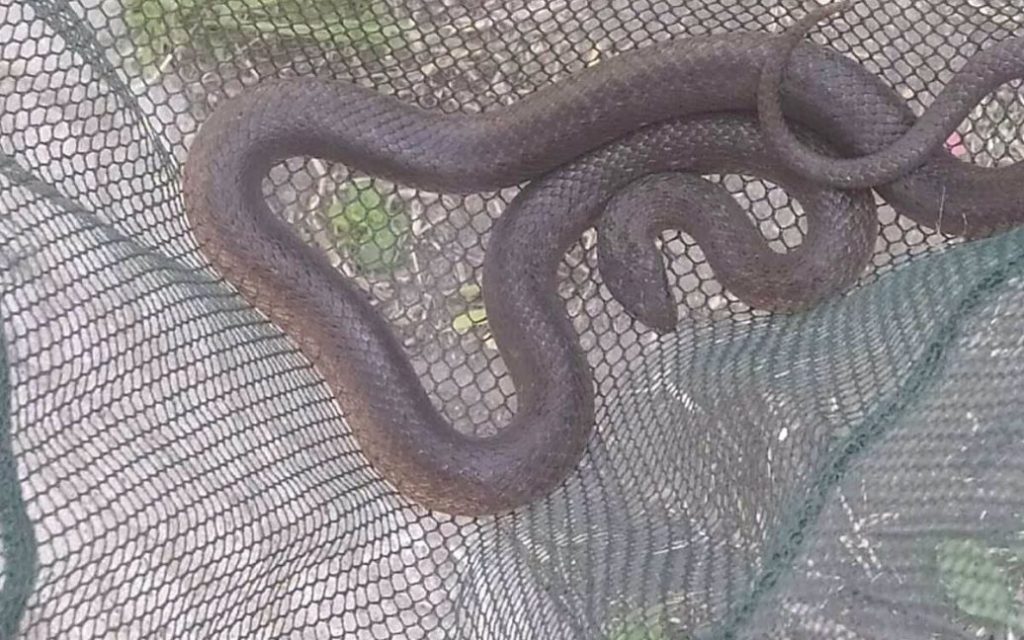 Змея пыталась проникнуть в дом дачников (ФОТО)