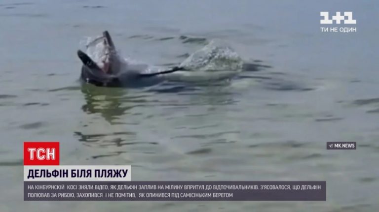 На курорте в Николаевской области дельфин увлекся охотой вблизи отдыхающих (ФОТО, ВИДЕО)