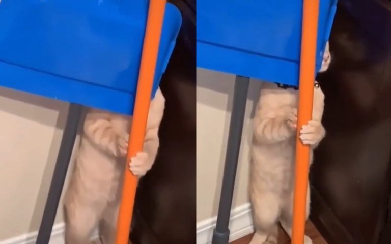 Забавный ролик: кот попытался спрятаться за шваброй (ФОТО, ВИДЕО)