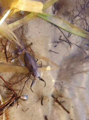 В одном из киевских озер обнаружили скорпионов (ФОТО)
