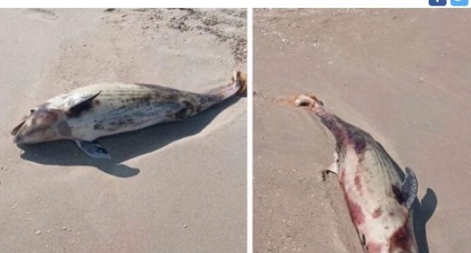 В Запорожской области на берег выбросило мертвых дельфинов (ВИДЕО)
