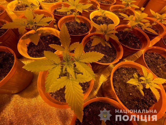 В Харькове вьетнамец снял дом для выращивания элитных сортов конопли (ФОТО)