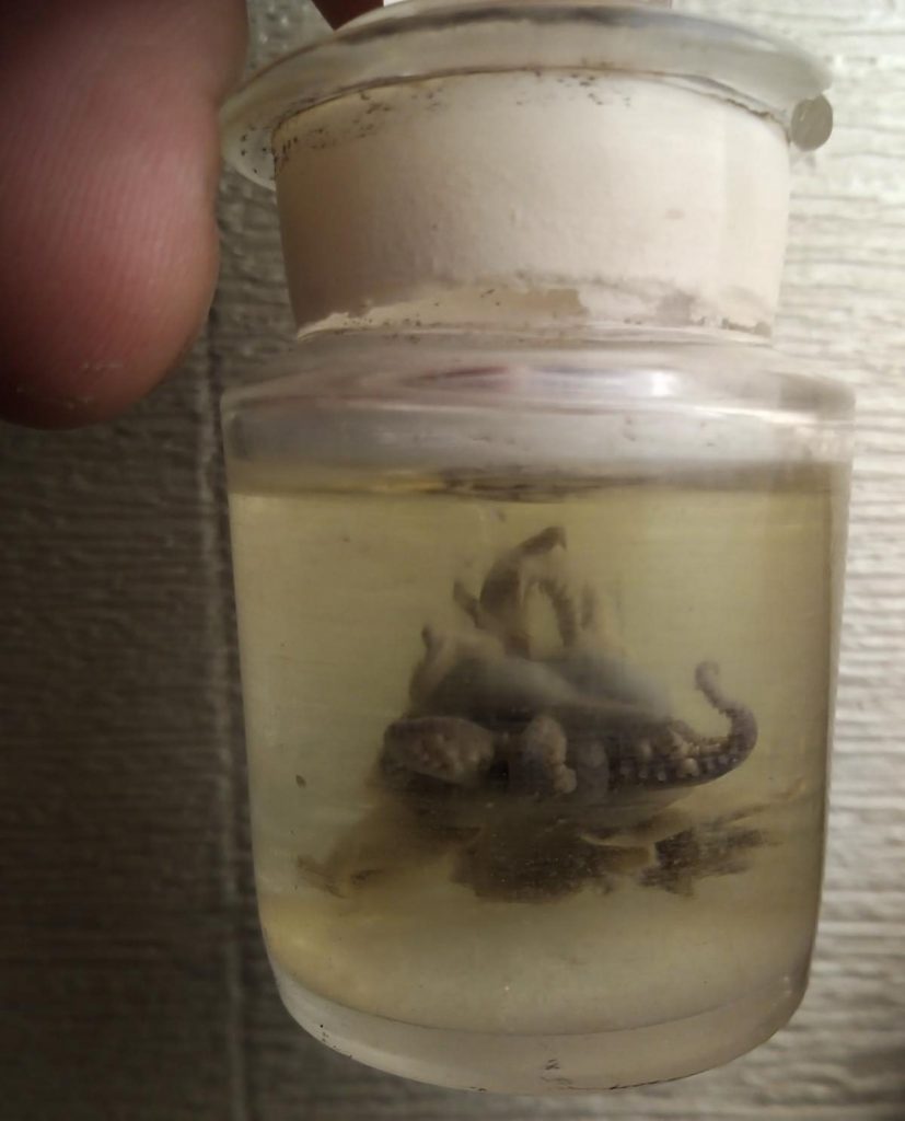 В Одессе обнаружили старинный сосуд с осьминогом (ФОТО)
