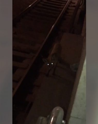 В метро Харькова заметили необычного пассажира (ФОТО, ВИДЕО)