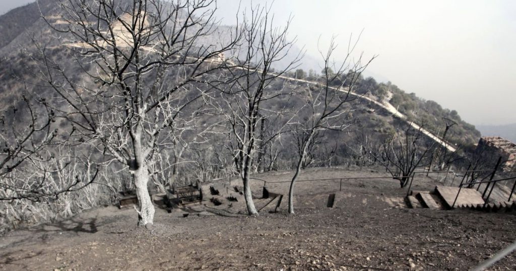 В мире бушуют лесные пожары: что происходит (ФОТО, ВИДЕО)