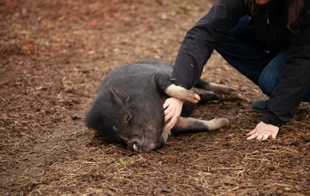 Жители Львова спасли вьетнамскую свинку (ФОТО)