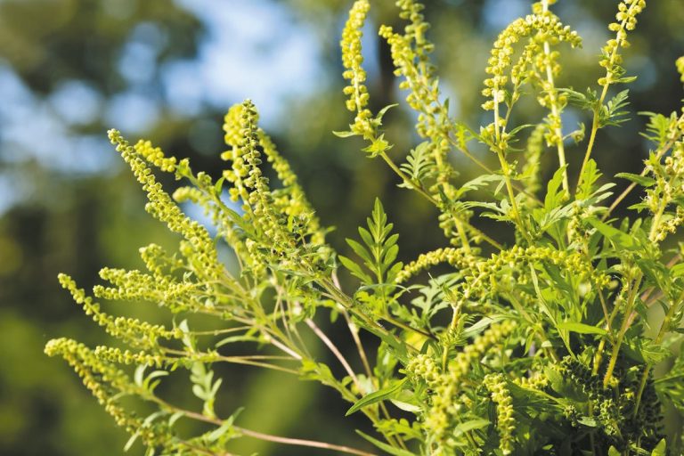 Врач назвал наиболее опасное растение для аллергиков в этом году